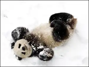 Zima, Miś, Panda, Śnieg