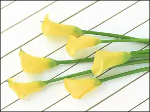 Łodygi, Żółte, Kalie