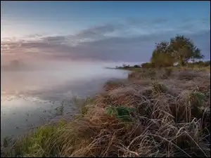 Jezioro, Poranek, Sucha, Drzewo, Mgła, Trawa