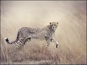 Gepard w trawie
