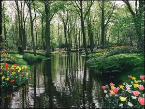 Tulipany, Ludzie, Rzeka, Park, Drzewa