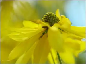 Kwiat, Rudbekia Naga, Żółty
