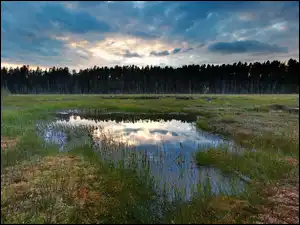 Rośliny, Bagno, Las