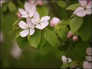 Kwiaty, Drzewo owocowe, Różowe, Liście, Jabłoń