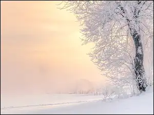 Oszronione, Mgła, Śnieg, Zima, Drzewo