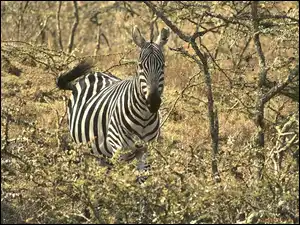 gałęzie, Zebra, akacja, drzewa