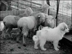 owce, Młody, Owczarek węgierski Kuvasz