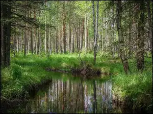 Trawa, Las, Drzewa, Rzeka