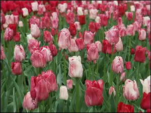 Dwukolorowe tulipany na plantacji