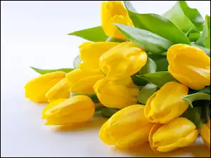 Białe tło, Żółte, Tulipany