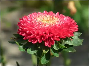 Aster, Przyroda, Kwiat