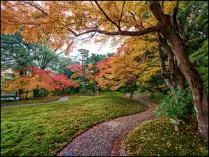 Park, Jesień, Kolorowe, Alejka, Drzewa, Liście