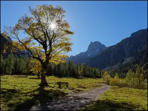 Drzewo, Austria, Wschód słońca, Droga, Góry Tyrol