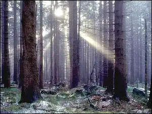 Światło, Las, Przebijające