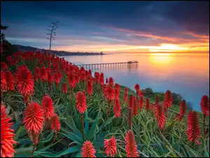 Kwiaty, Zachód słońca Morze, USA, Wybrzeże, Aloes
