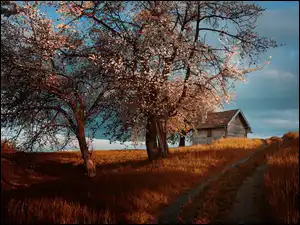 Dom, Wiosna, Droga, Polna, Drzewa Owocowe