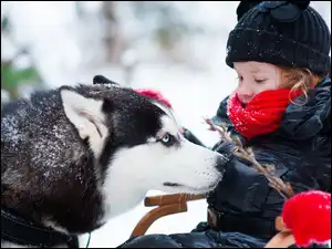 Gałązka, Siberian Husky, Zima, Dziecko, Pies