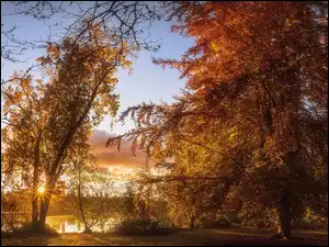Drzewa, Drzewa, Jesień, Park, Promienie słońca
