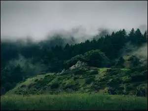 Mgła, Góry, Drzewa, Trawa