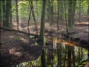 Rzeka, Drzewa, Liściasty, Las