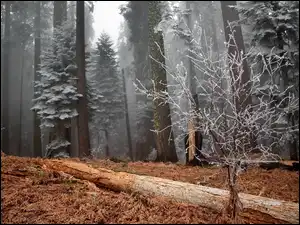 Mgła, Oszroniony, Las