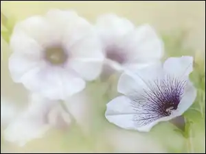 Rozmycie, Kwiaty, Biało-fioletowa, Petunia