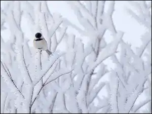 Sikorka, Zima, Gałęzie