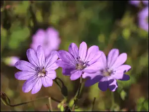 Kwiaty, Rozmyte tło, Fioletowe, Bodziszek kosmaty, Zbliżenie