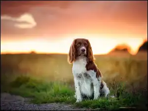 Springer spaniel walijski na drodze przy polu