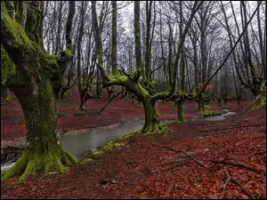 Rzeczka, Hiszpania, Jesień, Las