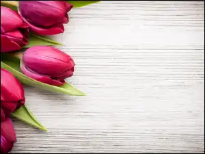 Drewno, Kwiaty, Różowe, Tulipany