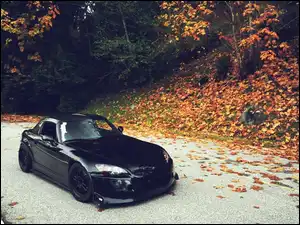 Las, Jesień, Droga, Honda, Liście