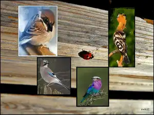 Wróbel, Ptaki , Dudek, Grafika, Sójka, Biedronka