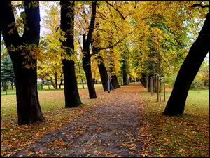 Alejka, Jesień, Droga, Park, Drzewa