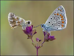 Motyle na kwiatach w makro