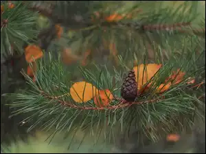 Szyszka, Liście, Sosna, Gałązka, Żółte