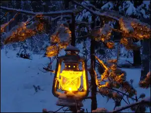 Oświetlone, Zima, Lampa, Las, Drzewo