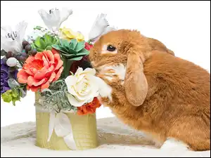 Pudełko, Kwiaty, Królik