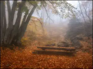 Zamglony jesienny park