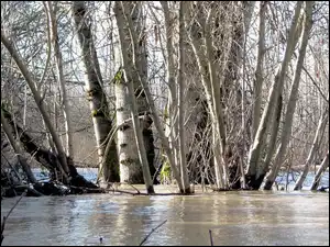 Bagna, Zima, Las