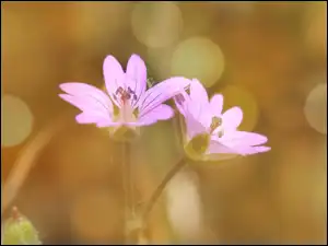 Zbliżenie, Jasnofioletowe, Kwiaty, Bokeh