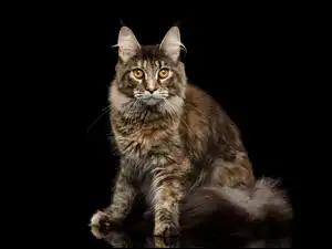 Kot rasy Maine Coon