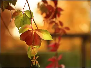 Czerwone, Jesień, Wino, Dzikie, Liście
