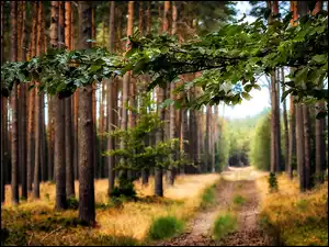 Liście, Las, Droga, Gałąz