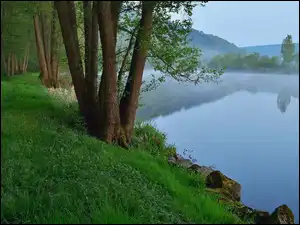 Drzewa, Trawa, Poranek, Jezioro, Las, Mgła