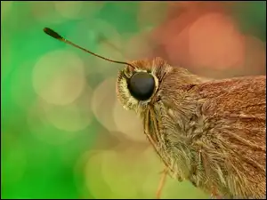 Ćma