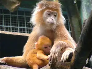 ZOO, Małpa, Małpiątko
