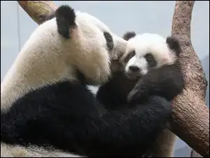 Drzewo, Mama, Panda, Młode