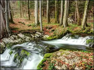 Drzewa, Kamienie, Las, Jesień, Rzeka
