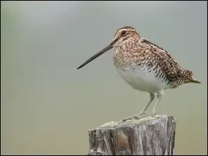 Kszyk, Ptak, Bekas